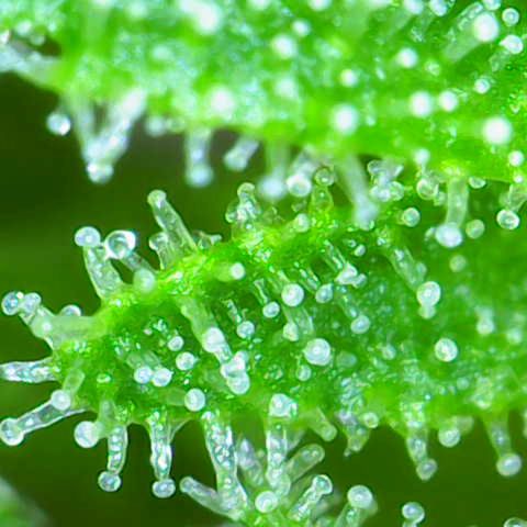 Master Kush growlog timeline photo
