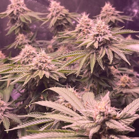 Master Kush growlog timeline photo
