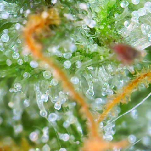 Master Kush growlog timeline photo