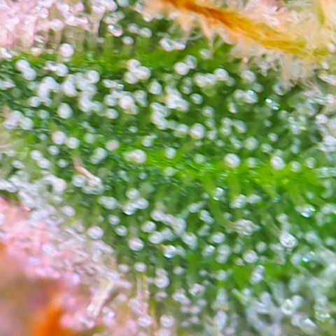 Master Kush growlog timeline photo