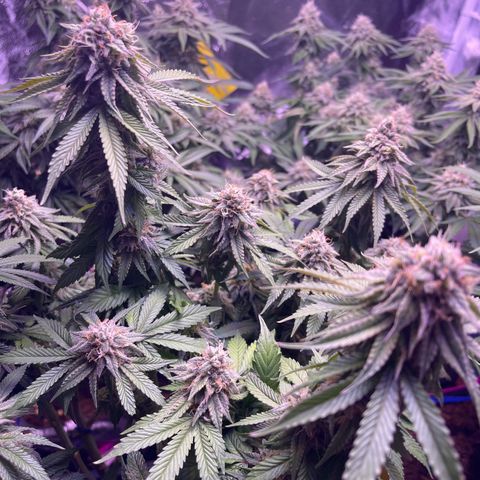 Master Kush growlog timeline photo