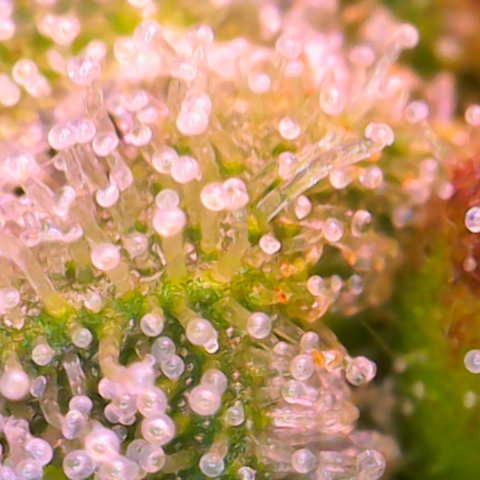 Master Kush growlog timeline photo