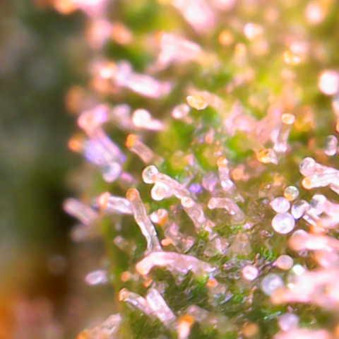 Master Kush growlog timeline photo