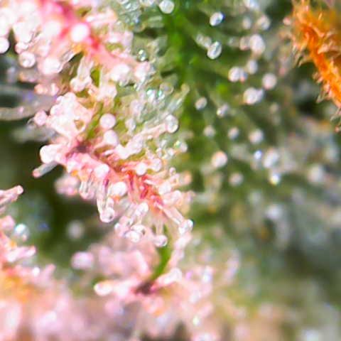 Master Kush growlog timeline photo