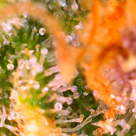 Master Kush growlog timeline photo
