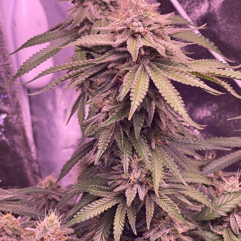 Master Kush growlog timeline photo