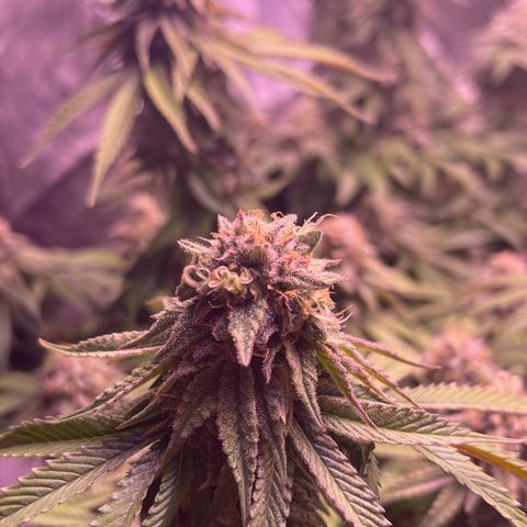 Master Kush growlog timeline photo