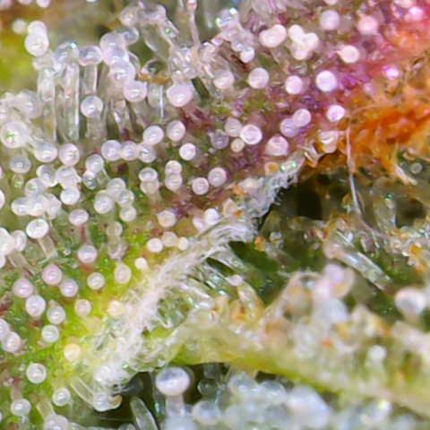 Master Kush growlog timeline photo