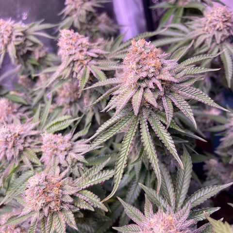 Master Kush growlog photo: Nur noch wenige Tage bis zur Ernte 