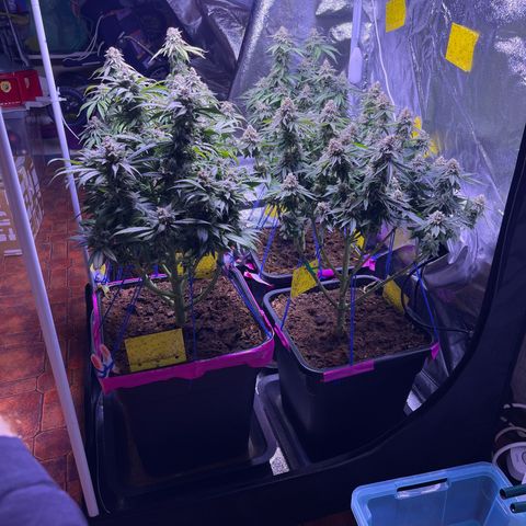 Master Kush growlog photo: Nur noch wenige Tage bis zur Ernte 