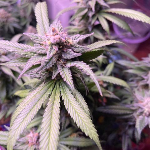 Master Kush growlog photo: Nur noch wenige Tage bis zur Ernte 