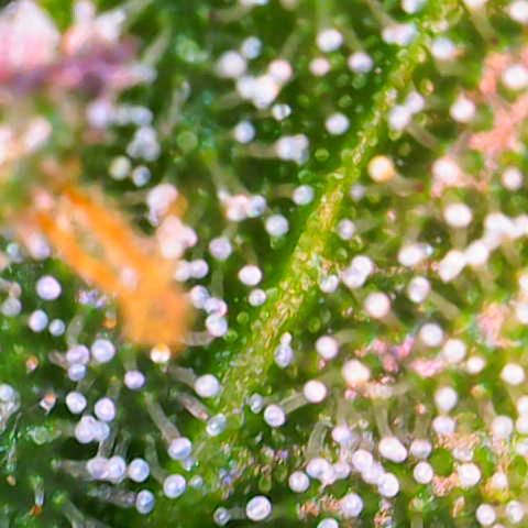 Master Kush growlog photo: Noch 5 Tage !