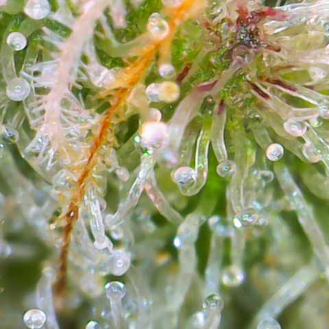 Master Kush growlog photo: Noch 5 Tage !