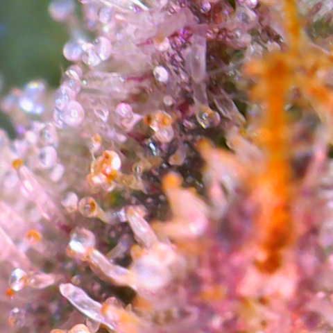 Master Kush growlog photo: Noch 5 Tage !