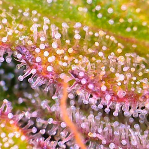 Master Kush growlog photo: Noch 5 Tage !