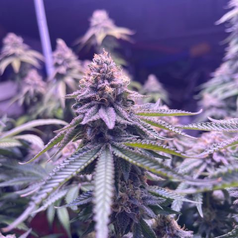 Master Kush growlog photo: Noch 5 Tage !
