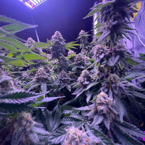 Master Kush growlog photo: Noch 5 Tage !