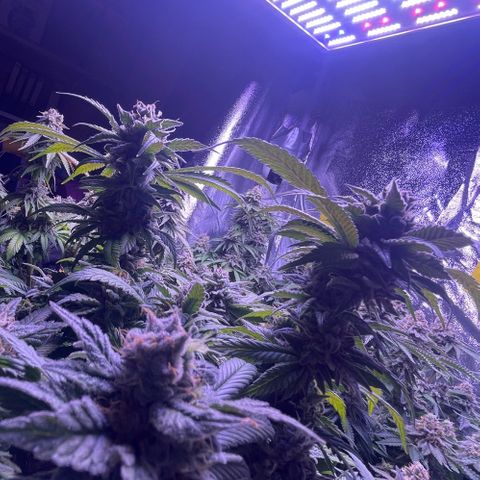 Master Kush growlog photo: Noch 5 Tage !