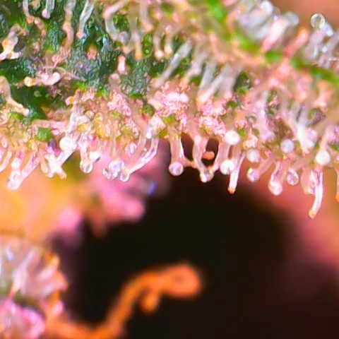 Master Kush growlog photo: Noch 5 Tage !