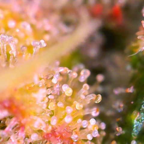 Master Kush growlog photo: Noch 5 Tage !