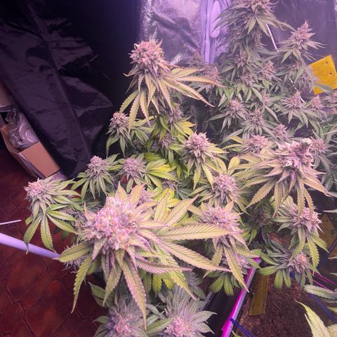 Master Kush growlog photo: Letzter tagzyklus 