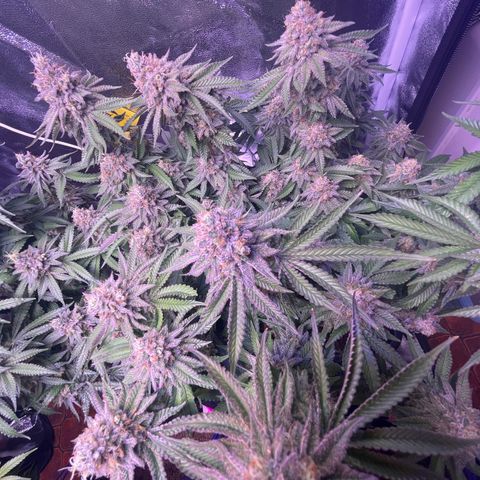 Master Kush growlog photo: Letzter tagzyklus 