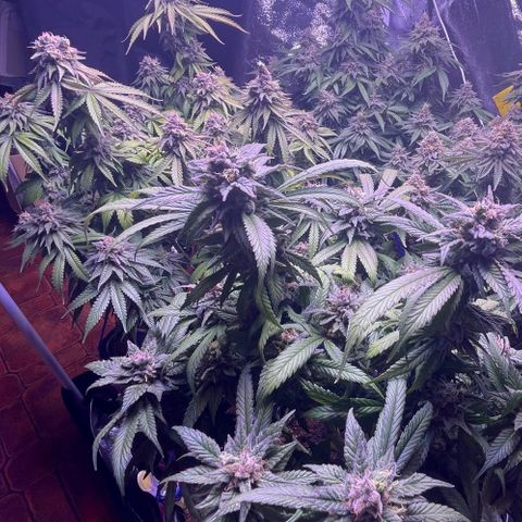 Master Kush growlog photo: Letzter tagzyklus 