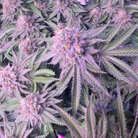 Master Kush growlog photo: Letzter tagzyklus 