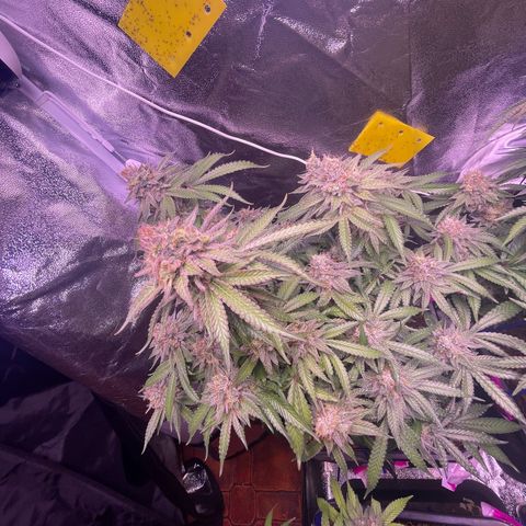 Master Kush growlog photo: Letzter tagzyklus 
