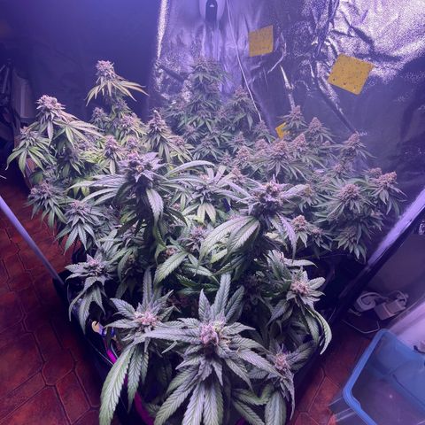 Master Kush growlog photo: Letzter tagzyklus 