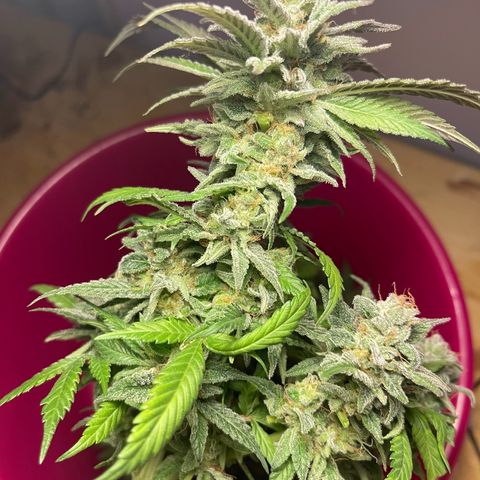 Master Kush growlog timeline photo