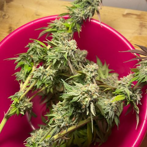 Master Kush growlog timeline photo