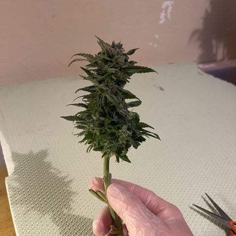 Master Kush growlog timeline photo