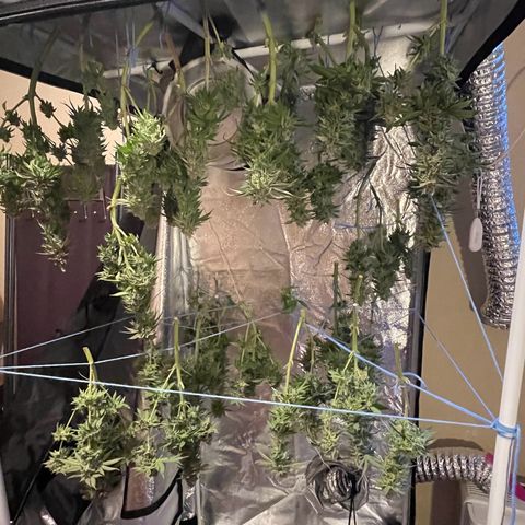 Master Kush growlog timeline photo