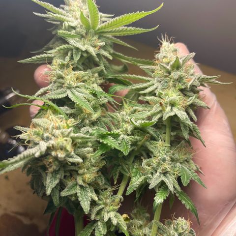 Master Kush growlog timeline photo