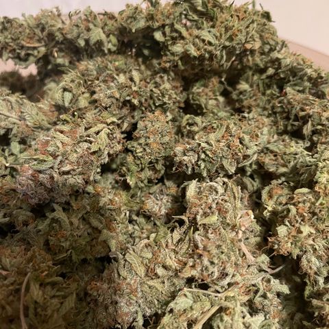 Master Kush growlog timeline photo