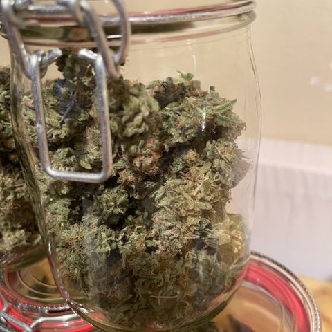 Master Kush growlog timeline photo