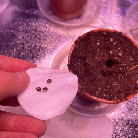 Sweet ZZ growlog photo: Heute die vorgekeimten Mädels der Erde überlassen 