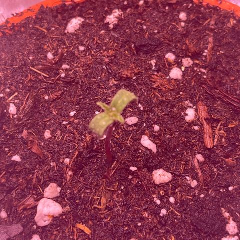 Sweet ZZ growlog photo: Hallo Sweet’s 😘 