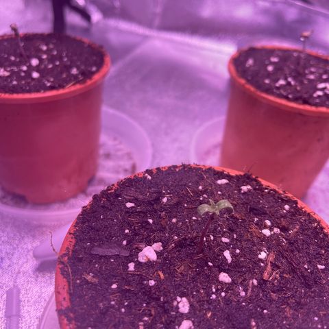 Sweet ZZ growlog photo: Hallo Sweet’s 😘 