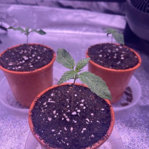Sweet ZZ growlog timeline photo