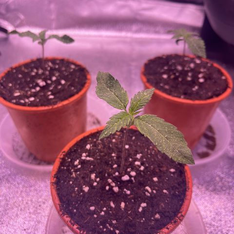 Sweet ZZ growlog timeline photo