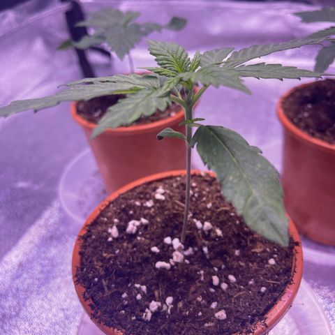 Sweet ZZ growlog timeline photo