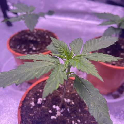 Sweet ZZ growlog timeline photo