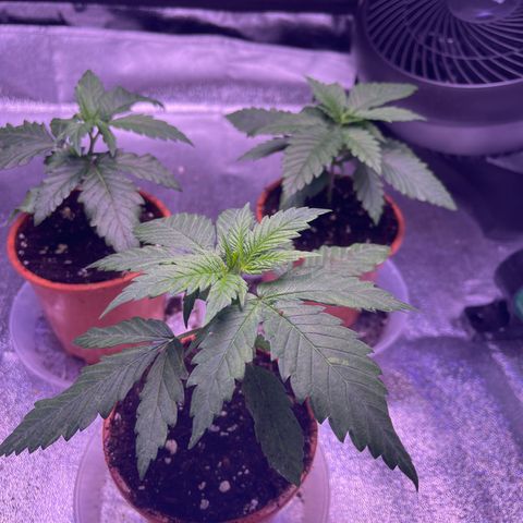 Sweet ZZ growlog timeline photo