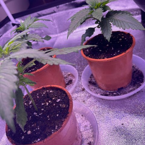 Sweet ZZ growlog timeline photo