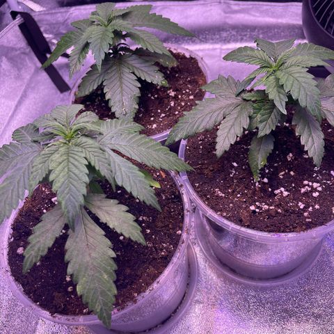 Sweet ZZ growlog timeline photo