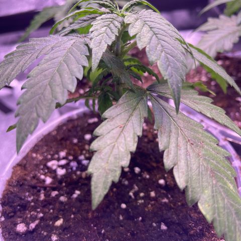 Sweet ZZ growlog timeline photo