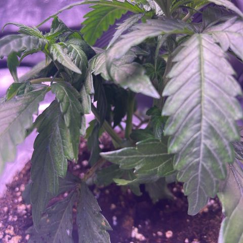 Sweet ZZ growlog timeline photo