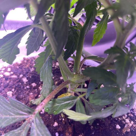 Sweet ZZ growlog timeline photo